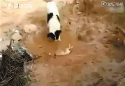 三亿体育手机版