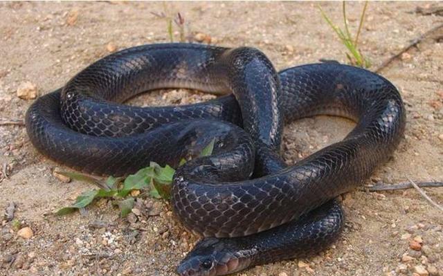 骆驼股份海外市场拓展初见成效“三亿体育官网”(图2) 三亿体育官网