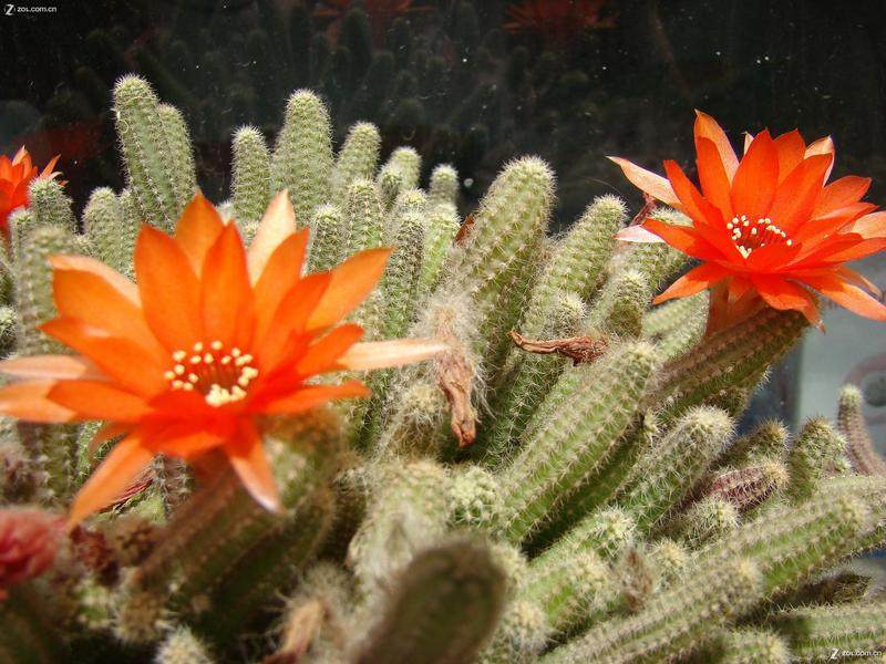 横山社区:“社区猪年春晚”热闹上演-三亿体育(图3) 三亿体育官网